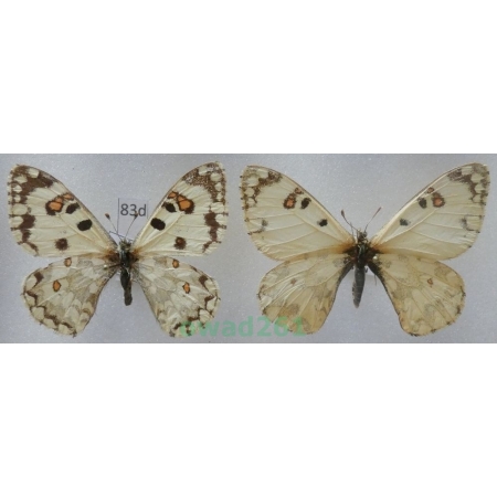Hypermnestra helios Nickerl, 1846 pair Uzbekistan83d